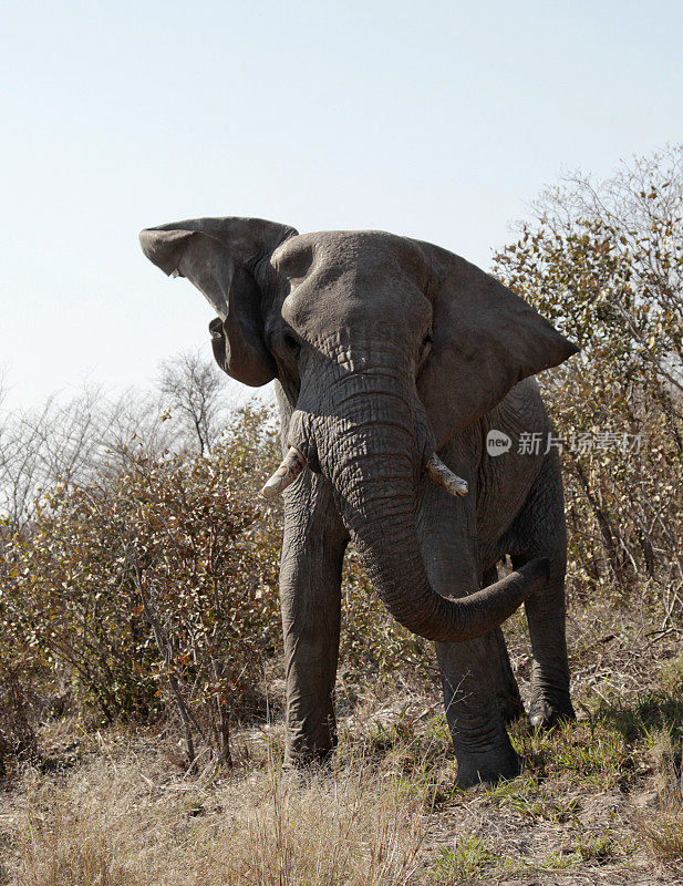 公牛非洲象模拟冲锋，Chobe NP，博茨瓦纳